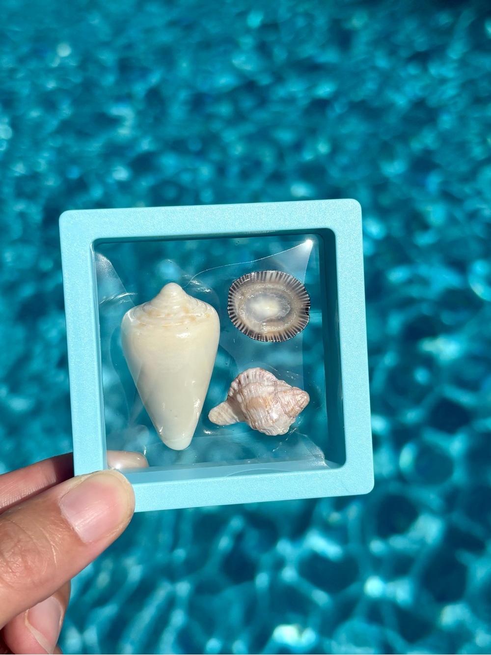 Sanibel Island Shell Trio Display, Cone, Limpet, Murex Shell Art - Picture 2 of 6